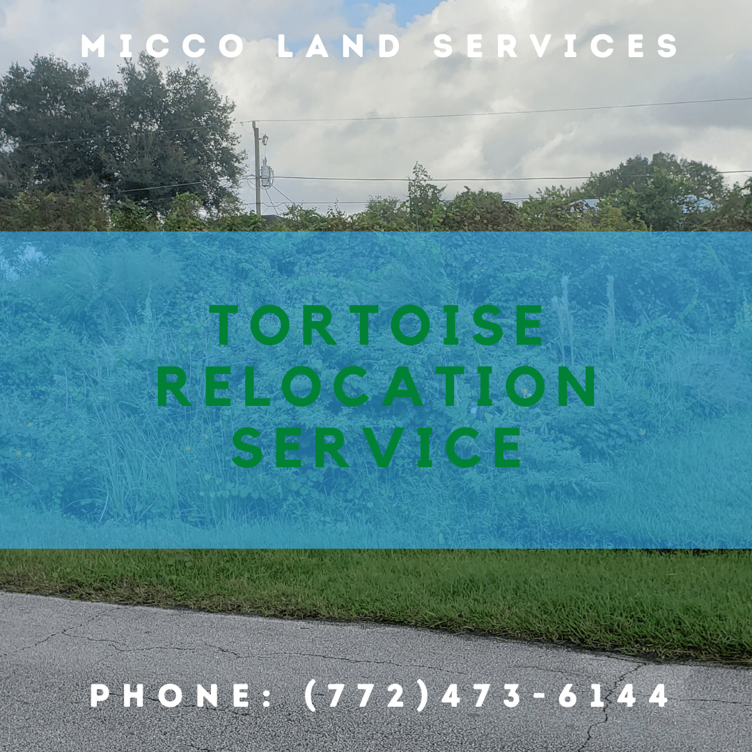 Tortoise Relocation Service • Micco Land Services Quality Land